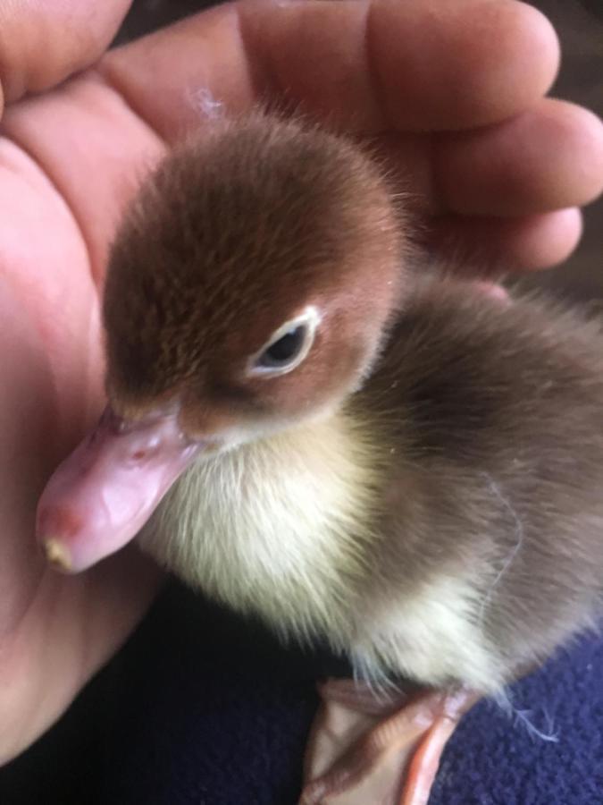 Come Una Volta Farm Brozolo Kültér fotó