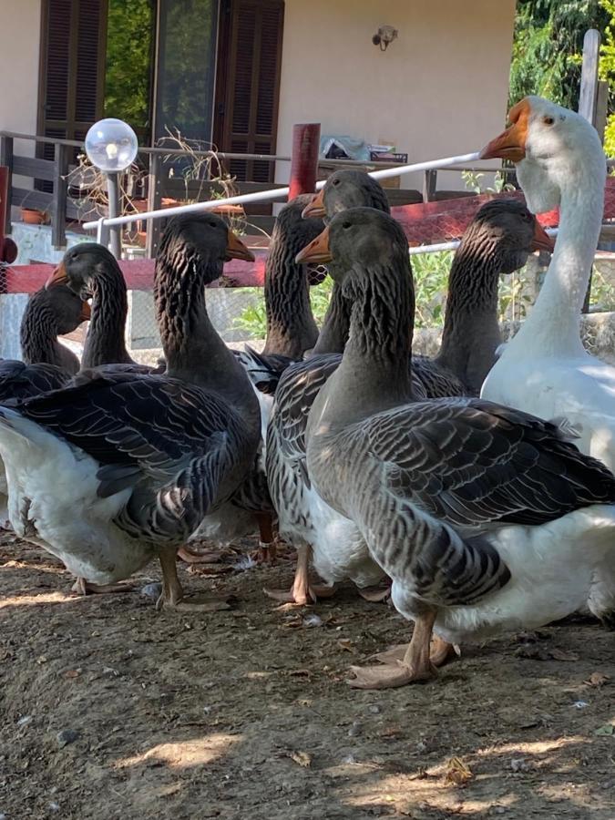 Come Una Volta Farm Brozolo Kültér fotó