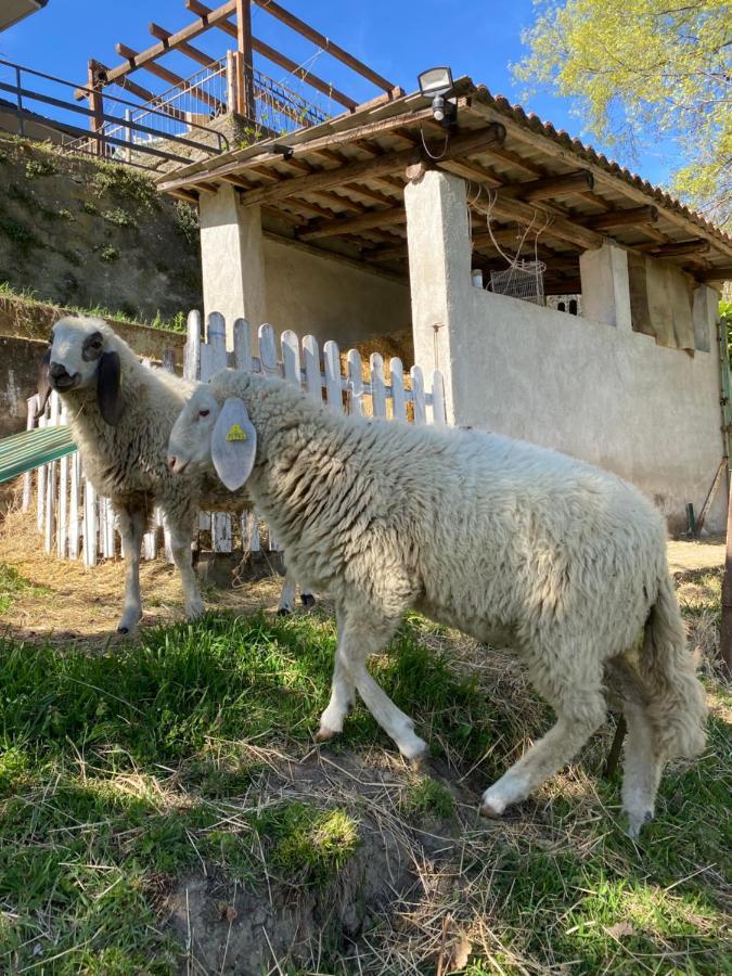 Come Una Volta Farm Brozolo Kültér fotó