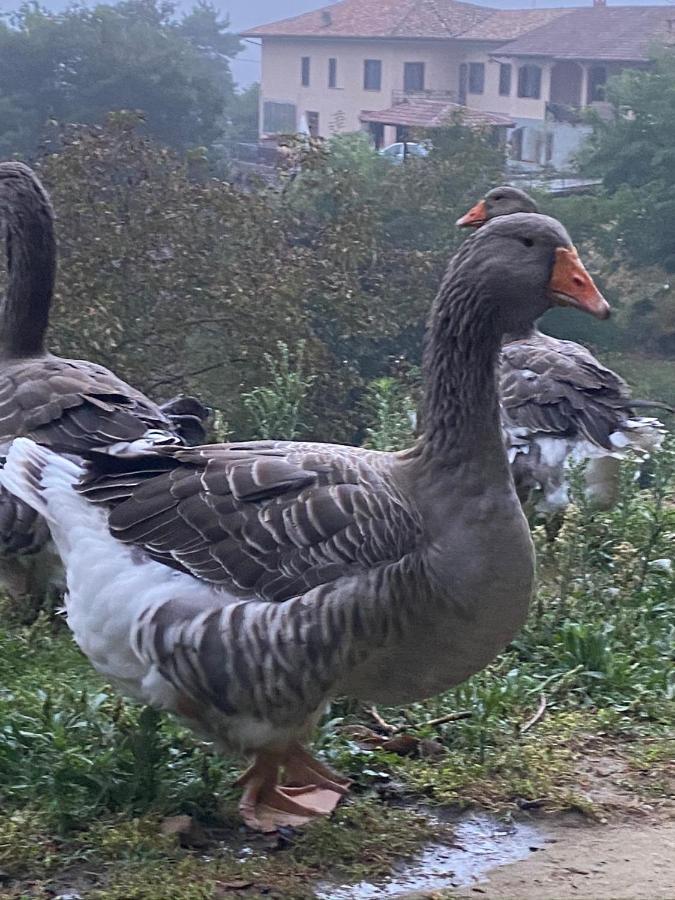 Come Una Volta Farm Brozolo Kültér fotó